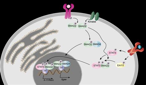 Trpm7 Kinase In T Cell Signalling And Transcriptional Regulation Upon