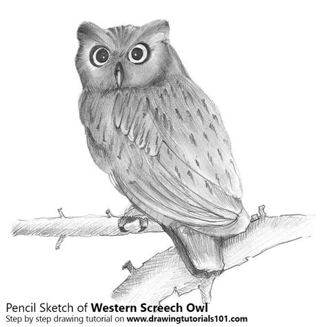 Owl Pencil Drawing