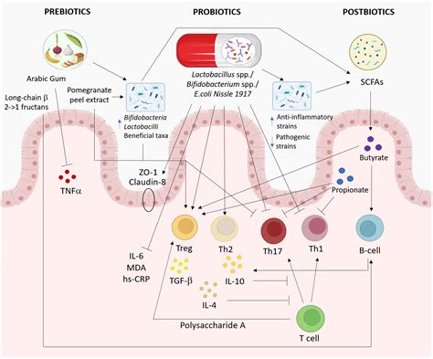 Frontiers Feeding The Gut Microbiome Impact On Multiple Sclerosis