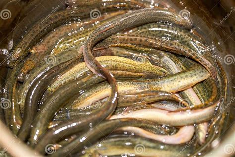 Close Up Of Live Rice Eel Farmed In Water Basin Stock Image Image Of