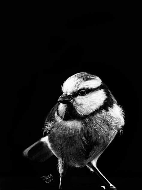 Yellow Breasted Titmouse In The Shadow Painting By Taphath Foose Fine