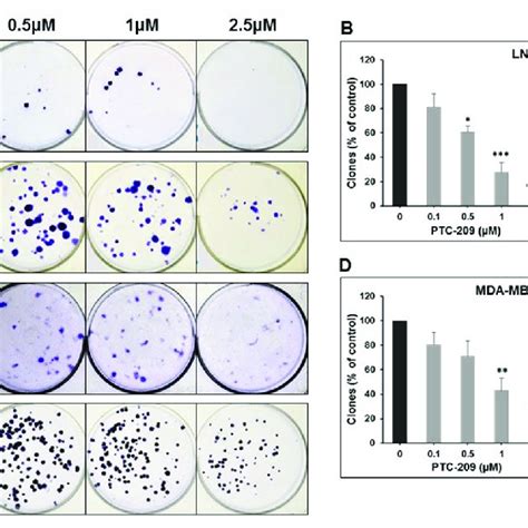 Ptc 209 Inhibits The Clonogenic Growth Of Lung Breast And Colon