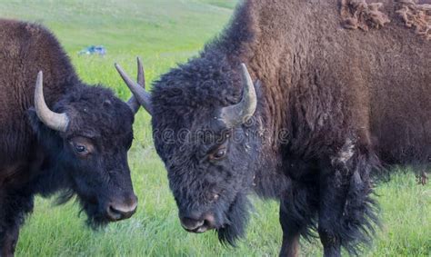 Batteling American Buffalo Locking Horns Stock Photo Image Of Bull