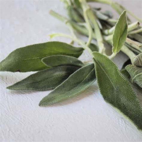 Preserving Sage for Food and Medicine