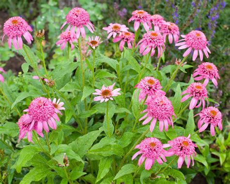 Echinacea Purpurea Pink Double Delight Bare Roots — Buy Pink