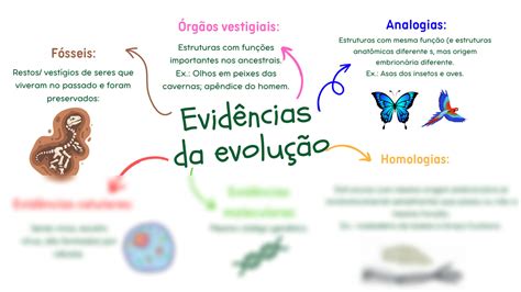 Mapa Mental Sobre Evolu O Study Maps Evolu O Biol Gica Hot Sex Picture