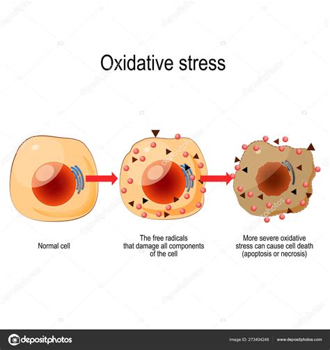 Estresse Oxidativo Imagem Vetorial De Edesignua