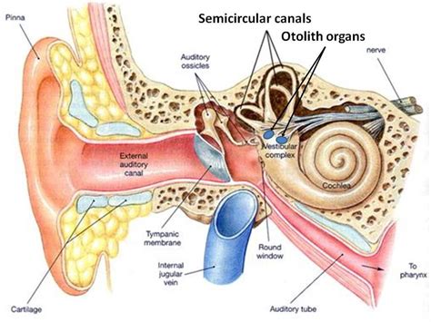 [DIAGRAM] Diagram Of Internal Ear - MYDIAGRAM.ONLINE