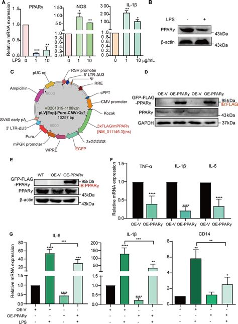 Ppar Overexpression Suppresses Lps Induced Inflammatory Response In