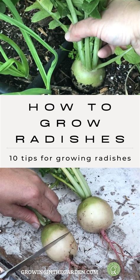 How To Grow Radishes Artofit