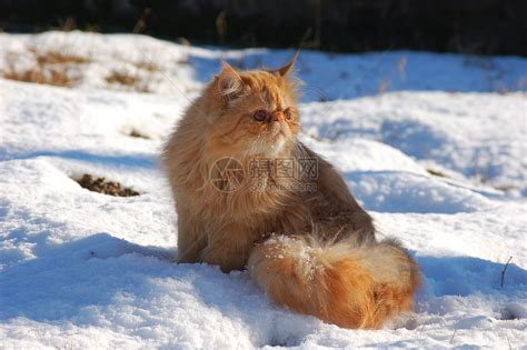 雪上的吉尔比运动天空下雪猫科动物滑雪乐趣场景哺乳动物荒野猫咪高清图片下载 正版图片321686190 摄图网