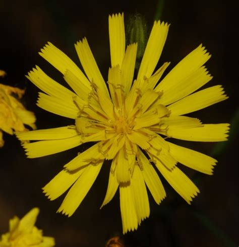 Hawkweeds Genus Hieracium Inaturalist Canada