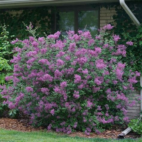 Bloomerang® Dark Purple Lilac Reblooming Lilacs Plantingtree