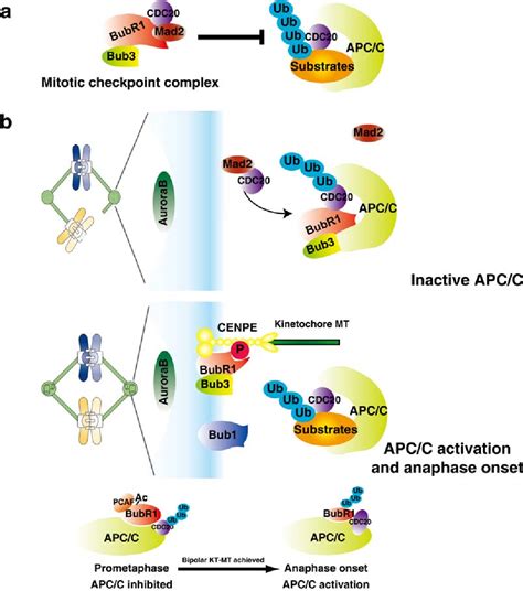 Figure From Targeting Mitotic Kinases For Anti Cancer Treatment