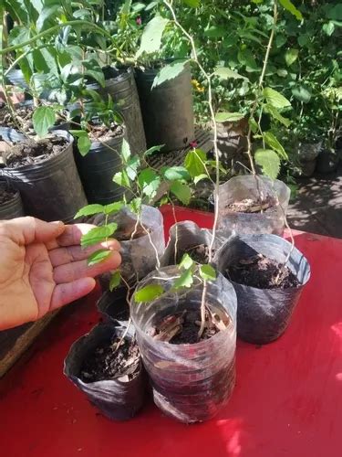 Arbol Tala Celtis Ehrenbergiana Autóctono en venta en Lomas de