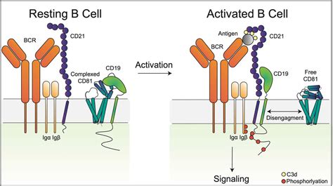 A Dynamic Interaction Between Cd And The Tetraspanin Cd Controls B