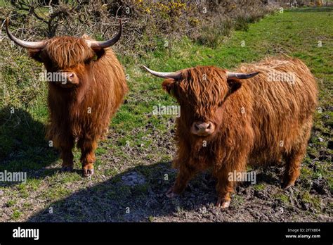 Highland Cows County Kerry Ireland Stock Photo Alamy