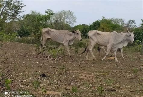 Dono de fazenda é multado em R 226 mil por deixar gado morrer de fome