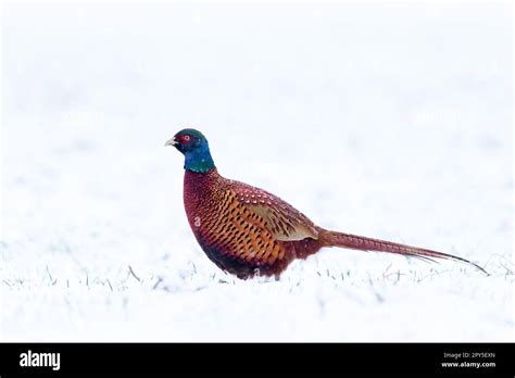Pheasant In Environment Cut Out Stock Images And Pictures Alamy