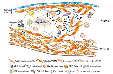 Figure From Vascular Smooth Muscle Cells Contribute To