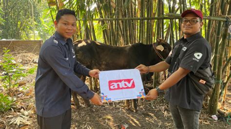 Antv Bersama Kelompok Usaha Bakrie Lakukan Pemotongan Hewan Kurban