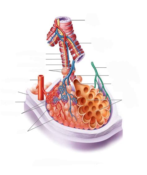 AP 2 Lab Respiratory Bronchiole Alveolar Sac Diagram Quizlet