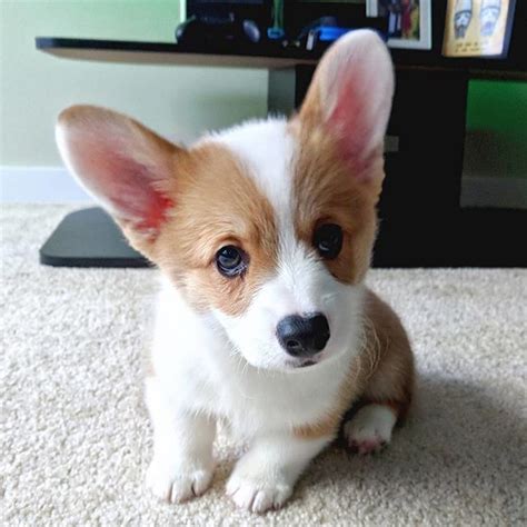 Corgi adoption - Why you need a pembroke puppy - Home Land Puppy