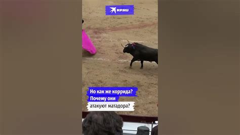 Быки реагируют на красный цвет?#научныйминимум #коррида #быки #shorts ...