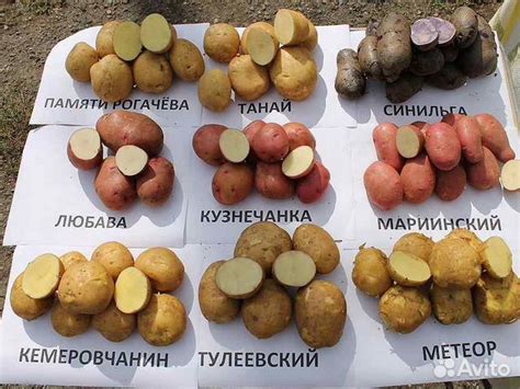 Семенной картофель супер,супер элита купить в Барнауле | Товары для ...