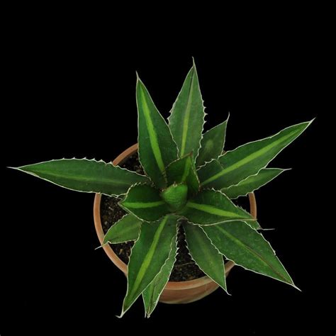 Agave Lophantha Cv Splendida Agave Univittata Splendida India S