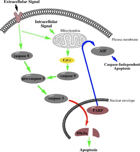 Patterns Of Apoptotic Poly ADP Ribose Polymerase Cleavage Induced By