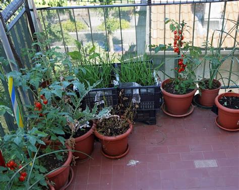 Coltivare L Orto Orto Sul Balcone Come Coltivare L Orto Al Meglio