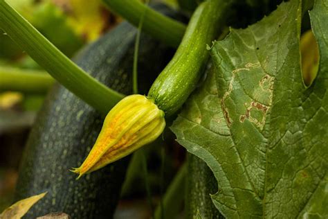 Comment tailler les courgettes mes techniques éprouvées pour