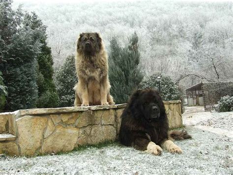 Berger Du Caucase Chats Et Chiens