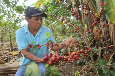 Gobernador Roger Guevara Realiza El Lanzamiento Oficial De La ExpocafÉ