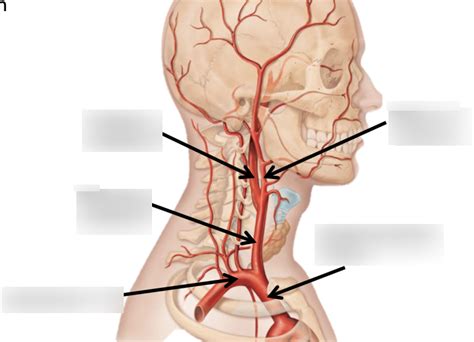 Arteries Of The Brachiocephalic Trunk Diagram Quizlet