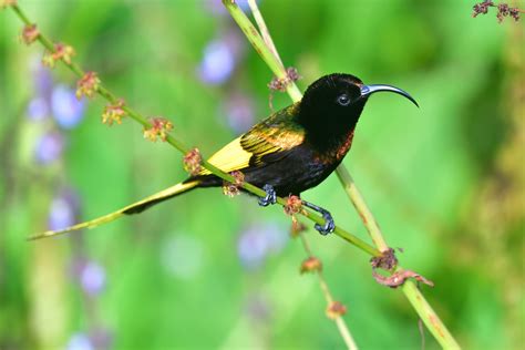 Golden Winged Sunbird Holmen Birding Safaris