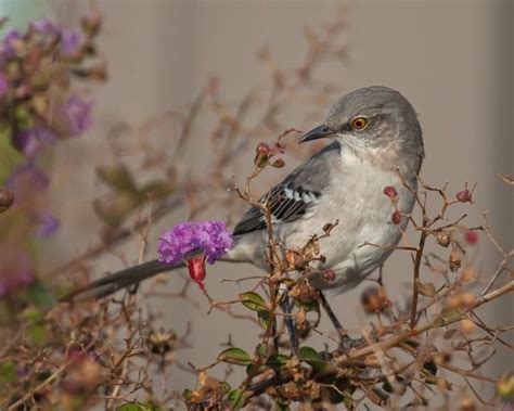 The Northern Mockingbird Third Most Popular State Bird State Birds Bird Southern Heritage