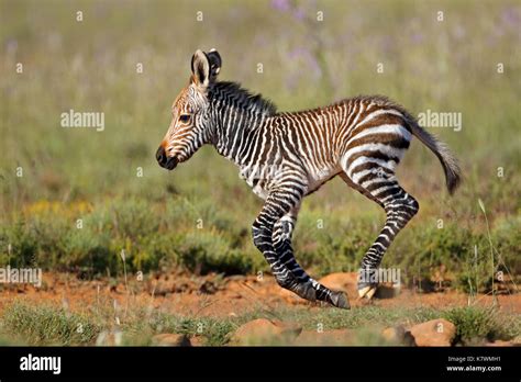 Cape Mountain Zebra Equus Zebra Foal Running Mountain Zebra National