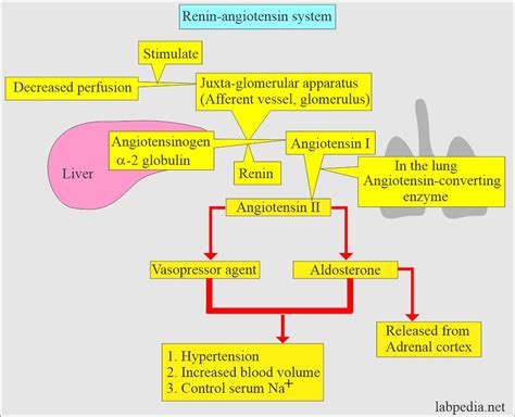 Figure From Plasma Renin Activity And Plasma Prorenin Off