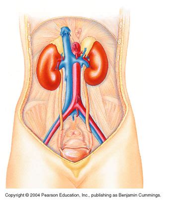 Urinary Organs A P II Exam 4 Diagram Quizlet