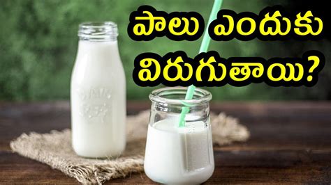 Why do milk curdle పల ఎదక వరగతయ YouTube