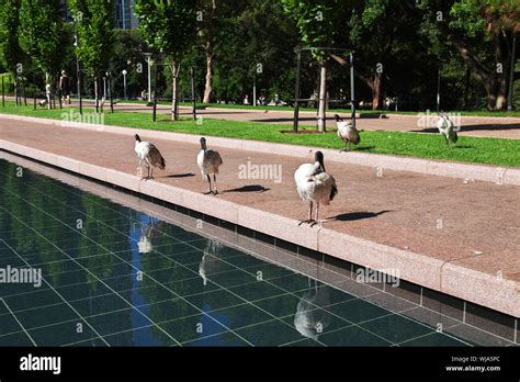 Ibis Bird In Hyde Park Of Sydney Australia Stock Photo Alamy