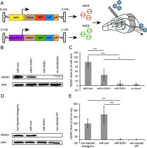 Silencing of SOD1 expression by overexpression of miRNA against human...