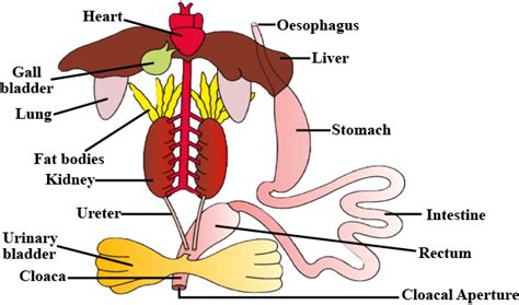 Labelled Diagram Of Frog Digestive System Draw A Neat Diagra