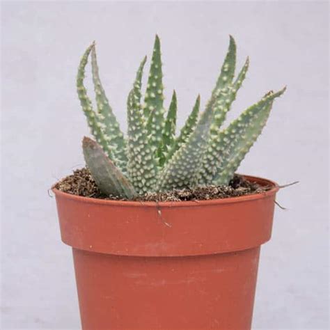 Suculenta Mini Aloe Humilis X Pratensis La Tienda Del Cactus