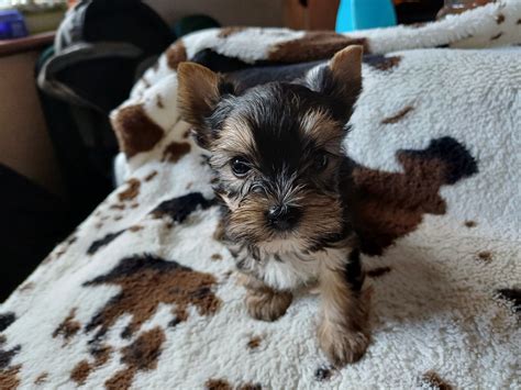 Yorkshire Terrier York Pies Suczka Rawicz Sarnowa Olx Pl