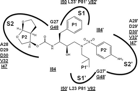 Darunavir In The Binding Site Of Hiv Protease Darunavir Is Shown With