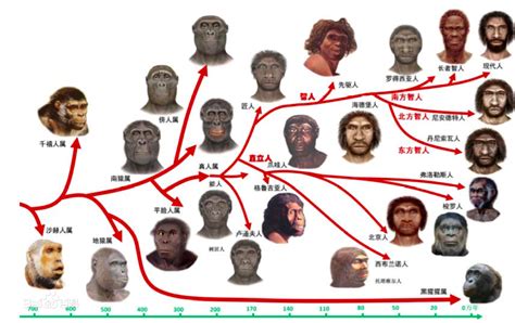 我们人类究竟是如何繁衍至今的？南方智人古猿新浪新闻