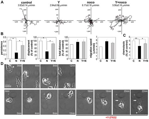 The Effect Of Nocodazole On T Cell Migration Is Rescued By Y 27632